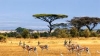 Reserva africana: El Serengueti