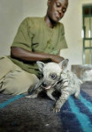 hienas bebes caminando - Hiena rayada (1 mes)