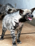 bebe hiena sonriendo - Hiena rayada (3 años)